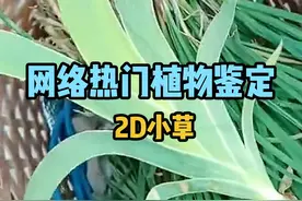 现实世界遇到二次元的草了？ #科普 #植物科普 #二次元 #冷知识 #植物百科视频封面