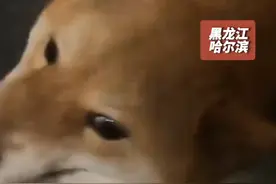  相信了忠犬八公！狗子被送养1月后偷跑16里回家 视频封面
