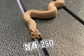 宠物蛇界大聪明！除了能吃一无是处！#爬宠 #宠物蛇 #猪鼻蛇视频封面
