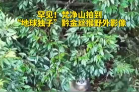 罕见！梵净山拍到“地球独子”黔金丝猴野外影像 #热点 #野外#野生金丝猴视频封面