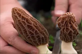 如此昂贵的羊肚菌，为什么采摘时不能连根拔起增加重量? #三农 #科普 #涨知识