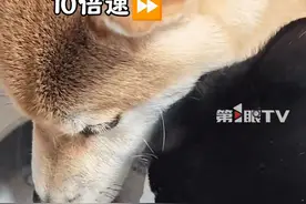 2月8日，四川。女子母乳太多喝不完，朋友家里的猫猫狗狗成了最大受益者！视频封面