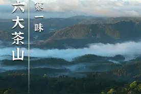 万亩古茶园，千年古茶树，百岁采茶人，这次晚晚带你走进六大茶山#普洱茶#云南普洱#阮殿蓉六大茶山视频封面
