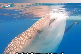 鲸鲨喝海水竟是为捕食视频封面