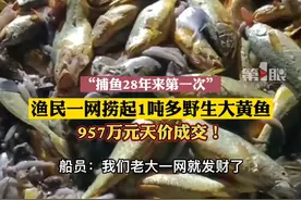1月14日，宁波象山，#渔民一网捞1吨多野生黄鱼以957万天价成交，船员直呼“我们老大发财了”！简直运气爆棚！视频封面