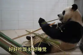 12.4熊猫中心+新华网公开福宝内室最新视频，福宝接受检查视频封面