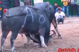 88万牛王大战双面杀手牛王 #民族斗牛文化 #乡村斗牛 #牛气冲天视频封面