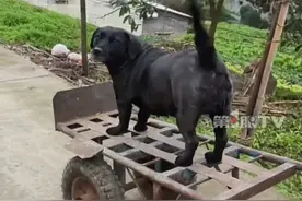 看过这么爱坐车的狗子吗？#六七十斤的胖狗狗超爱坐小推车 ，它感觉主人要出门就守在车子旁！“我爸妈太宠它了，出去干活都会推着它去”。视频封面
