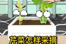 芹菜怎样采摘才能继续生长 #家庭种菜 #三农种植 #轻漫计划 #新年拍出超好运 #有趣的知识又增长了 #知识分享视频封面