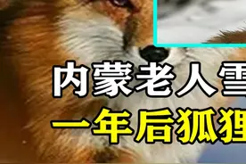 内蒙老人雪天救母狐狸，送上30斤猪头解饿，一年后狐狸报恩送套房#狐狸报恩 #动物科普视频封面