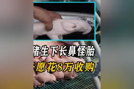 河北母猪生下长鼻怪胎，猪贩子愿花8万收购，专家却说敢卖就逮你 #怪胎 #猪生象 #猪贩子视频封面
