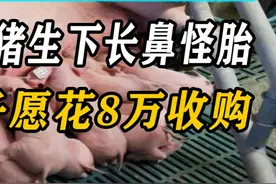河北母猪生下长鼻怪胎，猪贩子愿花8万收购，专家却说敢卖就逮你 #怪胎 #猪生象 #猪贩子视频封面