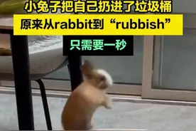 小兔子把自己扔进了垃圾桶。原来从rabbit到“rubbish”，只需要一秒 #兔子 #动物迷惑行为大赏  (来源：@可乐味楠姐姐啊^O^ )