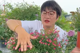 1盆开花几百朵，适合小空间阳台养的月季超微，多季开花~ #花卉绿植 #月季 #超微 #青dou计划 #爱生活爱养花 @抖音短视频视频封面