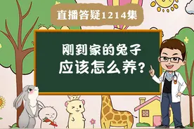 刚到家的兔子应该怎么养？#宠物兔