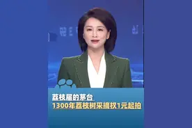 荔枝届的茅台 1300年荔枝树采摘权1元起拍