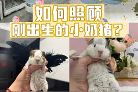 如何照顾刚出生的荷兰猪？ #荷兰猪 #萌宠日常记录 #荷兰猪饲养 #荷兰猪小知识