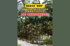 4月21日（发布）山东寿光，番茄苗长成“番茄树”，冠幅面积最大能达到150平米，单株年产6000斤，网友：我就说互联网能长见识。视频封面