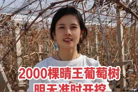 铁粉们期待的晴王葡萄树，明天准时开挖2000棵 #我的乡村生活 #新农人 #乡村守护人 #好客山东好品山东视频封面