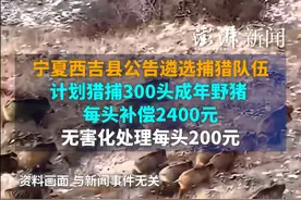 宁夏西吉县公告遴选捕猎队伍，计划猎捕300头成年野猪，每头补偿2400元视频封面