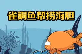 雀鲷鱼帮忙引路抓海胆原来是偷了自家的菜！ #雀鲷鱼 #雀鲷鱼为什么清理海胆 #轻漫计划#万物皆可达视频封面