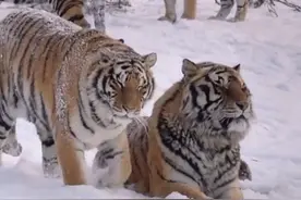 东北虎，古人说的纯阳之体就是它！ #东北虎 #纯阳之体视频封面