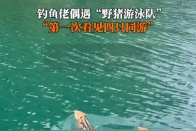 5月13日，安徽黄山太平湖，#钓鱼人偶遇小野猪成群渡河 湖水碧绿，4头小野猪的小短腿不停划水，飞快游到了对岸。视频封面