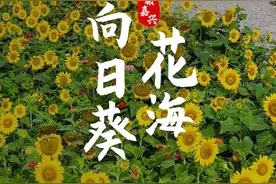 超浪漫！嘉兴海宁鹃湖向日葵花海开的正盛！#航拍 #嘉兴 #海宁 #向日葵 #被夏日治愈的美好瞬间 视频封面