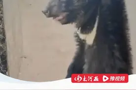 邯郸一动物园有熊出逃，“目前还在寻找中”，当地林业局：已成立专家组赶赴现场指导，并要求全市动物园全面排查相关隐患 #大河深一度 #动物园 #熊出没视频封面