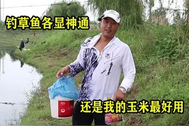 为了钓到草鱼，钓友们各显神通，还是我的冷水发酵玉米最好用！视频封面