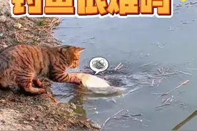 猫：钓鱼很难吗？ #搞笑动物配音 #猫咪的迷惑行为 #搞笑视频视频封面