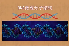 生命遗传物质DNA四个碱基对的微观分子结构 #DNA #碱基对 #腺嘌呤视频封面
