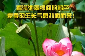 太美了！武夷山五夫镇的万亩荷塘荷花竞相开放！一起去看吗？#乘风破浪武夷山 视频封面