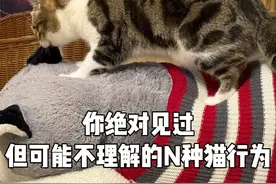N种猫行为解析 #猫咪的迷惑行为 #养猫新手 #养宠进阶指南 #万物可爱计划 #记录和它的每个夏天