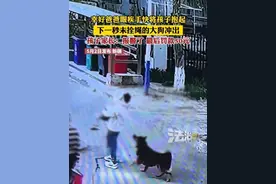 幸好爸爸眼疾手快将孩子抱起 下一秒未拴绳的大狗冲出 孩子家长:报警了 最后罚款50元（郭）（来源：@一只张小希 ）视频封面