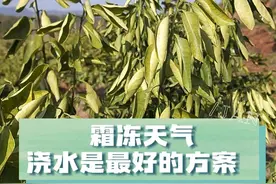 果树受冻了该怎么办？ 果树遭受低温冻害后，浇水是一种比较常见的抢救方法，但要注意浇水的时间和方法。#农业种植  #冻害  #柑橘种植  #果园管理  #防冻措施视频封面