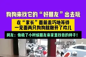 8月9日（发布）贵州，狗狗来找它的“好朋友”出去玩，在“家长”面前乖巧地等待，一见面两只狗狗就撒开了欢儿，网友：像极了小时候朋友来家里找我的样子！来源@☀☀梦圆