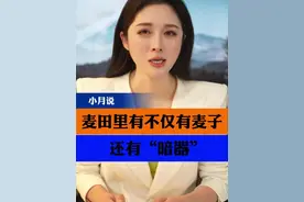 麦田里不仅有麦子，还有暗器？ #田间地头辛苦也开心   #小麦熟了   #只讲实话  #小月说 #抖音热评视频封面