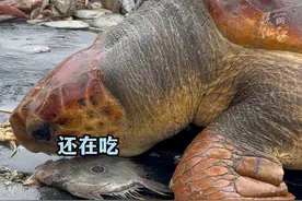 台州渔民出海误捕红海龟，竟是国家一级保护动物！清藤壶、去海藻，果断放生！（供稿：@彬哥Bingo ）视频封面