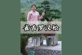 家有罗汉松，事事都轻松，分享米叶罗汉松造型过程。#罗汉松 #盆景 #盆景制作 #我在家里搞创作