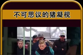 这种眼神为什么被称之为猪凝视 #涨知识 #猪凝视视频封面