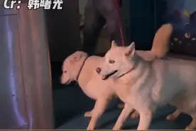 好家伙！这不和我上下班一样的状态嘛！#动物视频封面