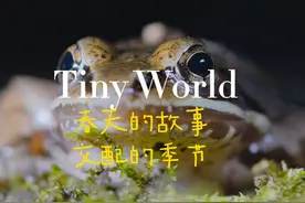 春天，交配的季节，池塘里来了一群小青蛙 #动物世界 #小小世界视频封面