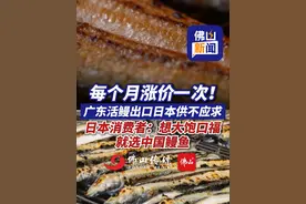 每个月涨价一次！广东活鳗出口日本供不应求，日本消费者：想大饱口福，就选中国鳗鱼（编辑：小帅）#佛山  #鳗鱼出口  #广东dou知道视频封面