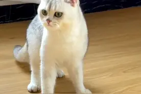 这个猫咪不简单，学会了舞狮，会帮忙做家务，还会做瑜伽！ #猫咪 #萌宠出道计划 #瑜伽猫视频封面