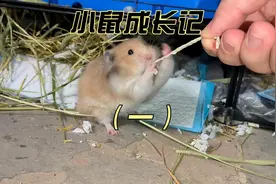 记录仓鼠宝宝的成长过程，这是第6天的鼠宝宝视频封面