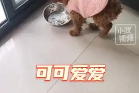 4月13日 江苏南京。女子称自己养的三只狗被婆婆拿刀砍死了，一刀又一刀，发出阵阵惨叫声，监控记录全过程。关注👉@小政视频 #江苏dou知道  #抖音小助手  #爆料入口 #虐狗 #婆婆拿刀砍狗视频封面