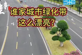 谁家城市绿化带那么漂亮！？#南宁 #南宁道路 #绿化带 #广西南宁视频封面