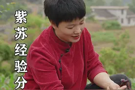 返乡4年，在村里发展紫苏种植已经3年了。今天聊一聊这三年的经验，如果大家有好的建议请告诉我#乡村守护人#紫苏