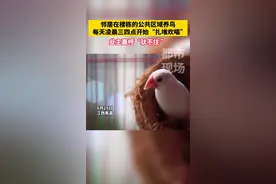 凌晨三四点的小区内鸟儿“扎堆欢唱” 邻居难以消受#江西dou知道#江西南昌#扰民#鸟  视频封面